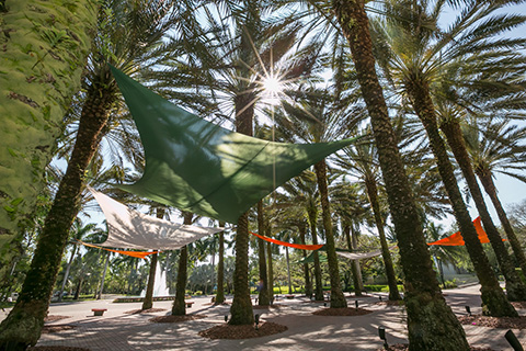 Palm trees on the University of Miami campus